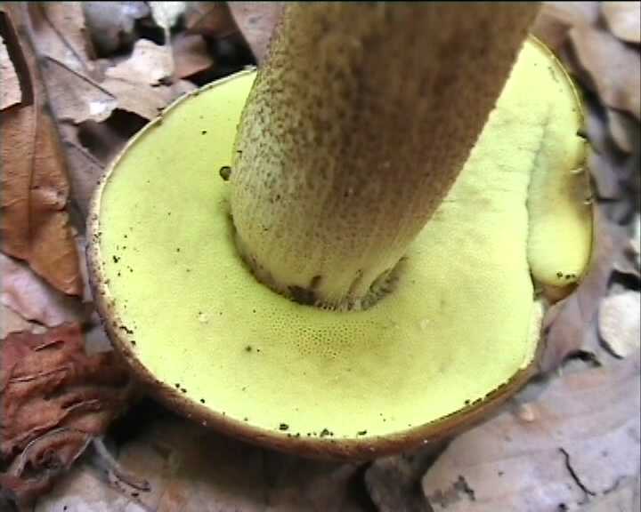 Leccinum crocipodium  (letellier)  Watling